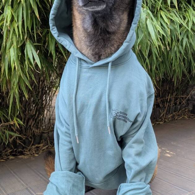 PULL HOODIES A CAPUCHE VERT